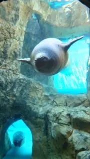 まるの画像
