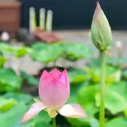 K0613の画像