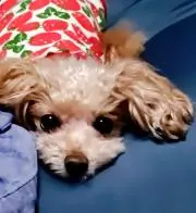 rubi