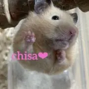 chisa❤︎の画像