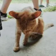 はっぱの画像