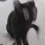 黒猫の画像