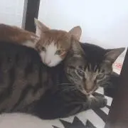 みゃこの画像