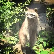AUの画像