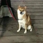 だー