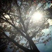 きゃりー★要プロフィール確認★