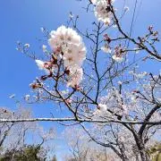 さくらの画像