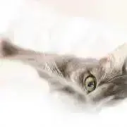 にゃんこ先生の画像