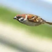 トマトの画像