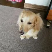 博士のママ