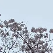 桜（半年前のは在庫ない可能性大）の画像
