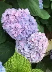 Bobの画像