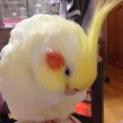プチ