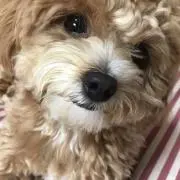 ゆみりん