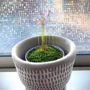 Mizuの画像