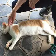 コンの画像