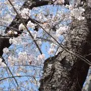 推しは尊いの画像