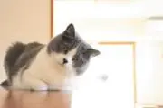 Yuiの画像