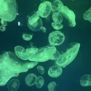 ぴぴぴの画像