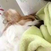 來々の画像