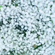 マイマイ