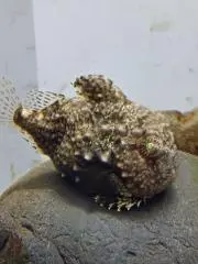 ☆ポンコツ卒業☆の画像