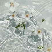 Rの画像