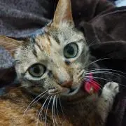 ユカリ