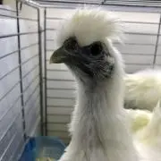 ももんがの画像
