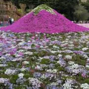まるの画像