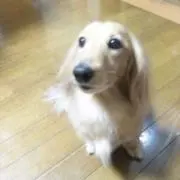 ナナコロ