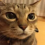 雀の画像