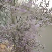 やま ✿の画像
