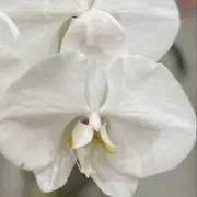 r    @即購入可の画像