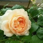 そうまま