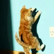 みいたん