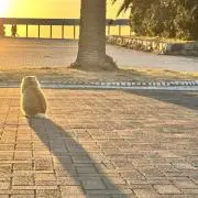 aの画像