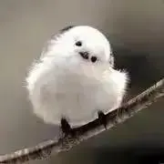 Nemophilaの画像
