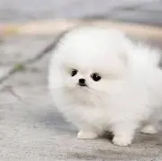 にこの画像