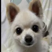 キャンベル♡の画像