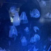 くらげの画像