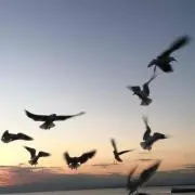 Tk