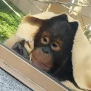 ごんごん
