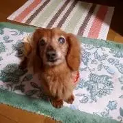 Kurumegu207の画像