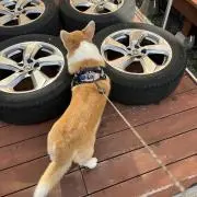 がぶの画像