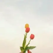 suiの画像