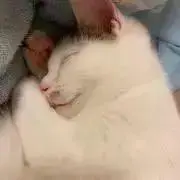 ねここの画像