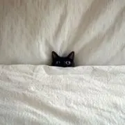 ぺーちゃんの画像