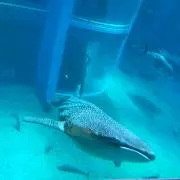 みおの画像