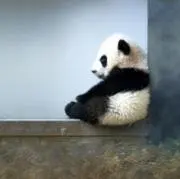 マーブルKの画像